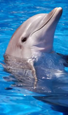 Dolphin