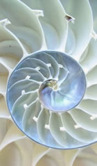 Nautilus shell